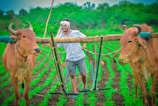 A farmer wearing glasses and a headscarf is smiling while using a wooden plow pulled by two oxen in a lush green field. The field is neatly planted with crops, and there are trees visible in the background.