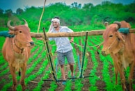 A farmer wearing glasses and a headscarf is smiling while using a wooden plow pulled by two oxen in a lush green field. The field is neatly planted with crops, and there are trees visible in the background.