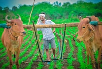 A farmer wearing glasses and a headscarf is smiling while using a wooden plow pulled by two oxen in a lush green field. The field is neatly planted with crops, and there are trees visible in the background.