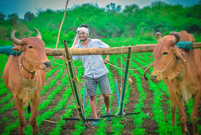 A farmer wearing glasses and a headscarf is smiling while using a wooden plow pulled by two oxen in a lush green field. The field is neatly planted with crops, and there are trees visible in the background.