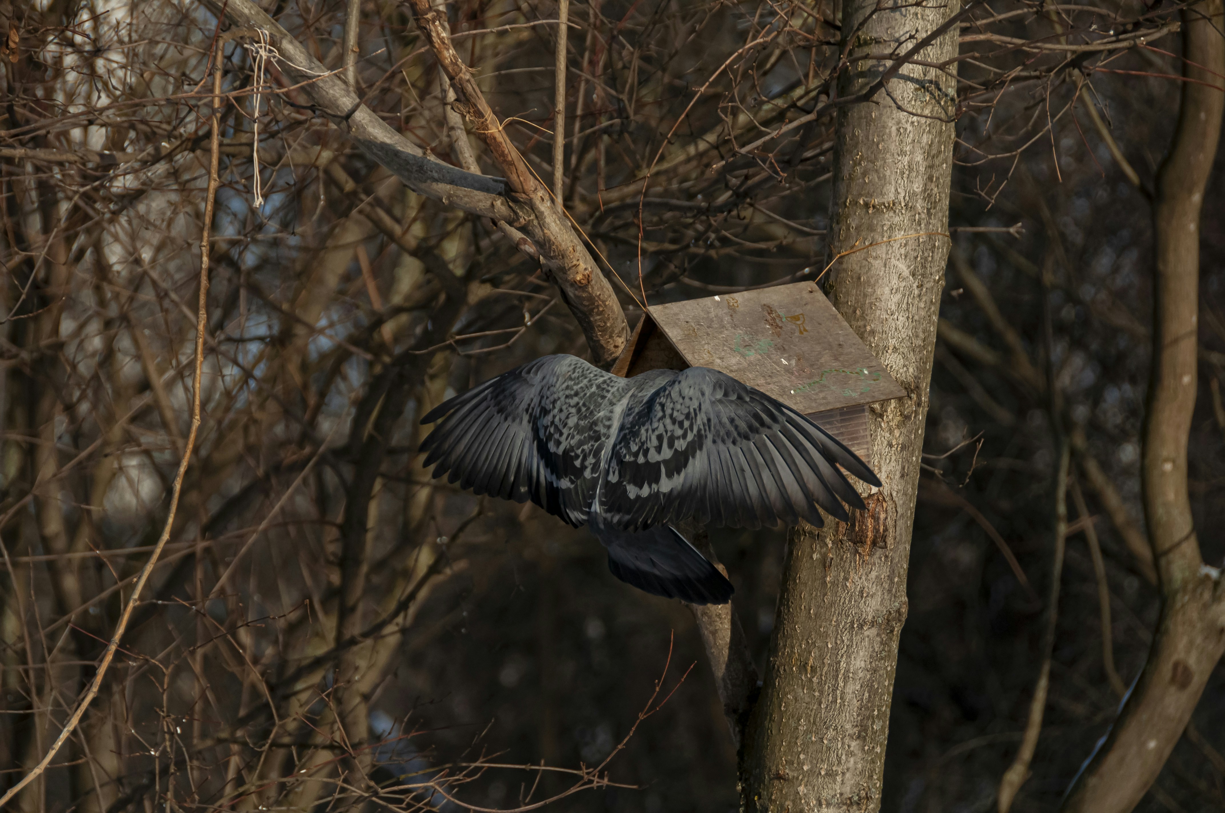 a bird flying in the air