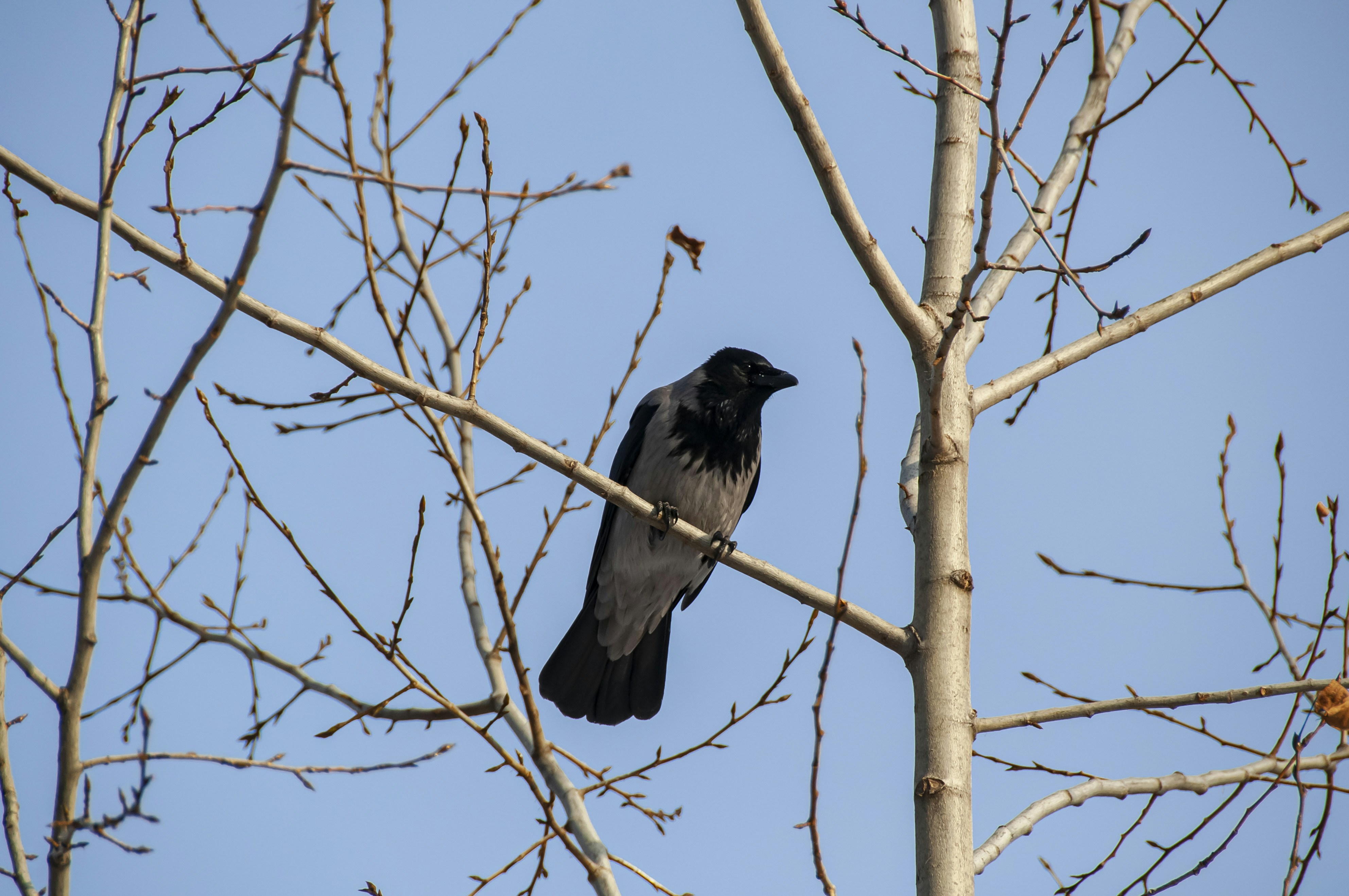 Photo by nikkitenkos