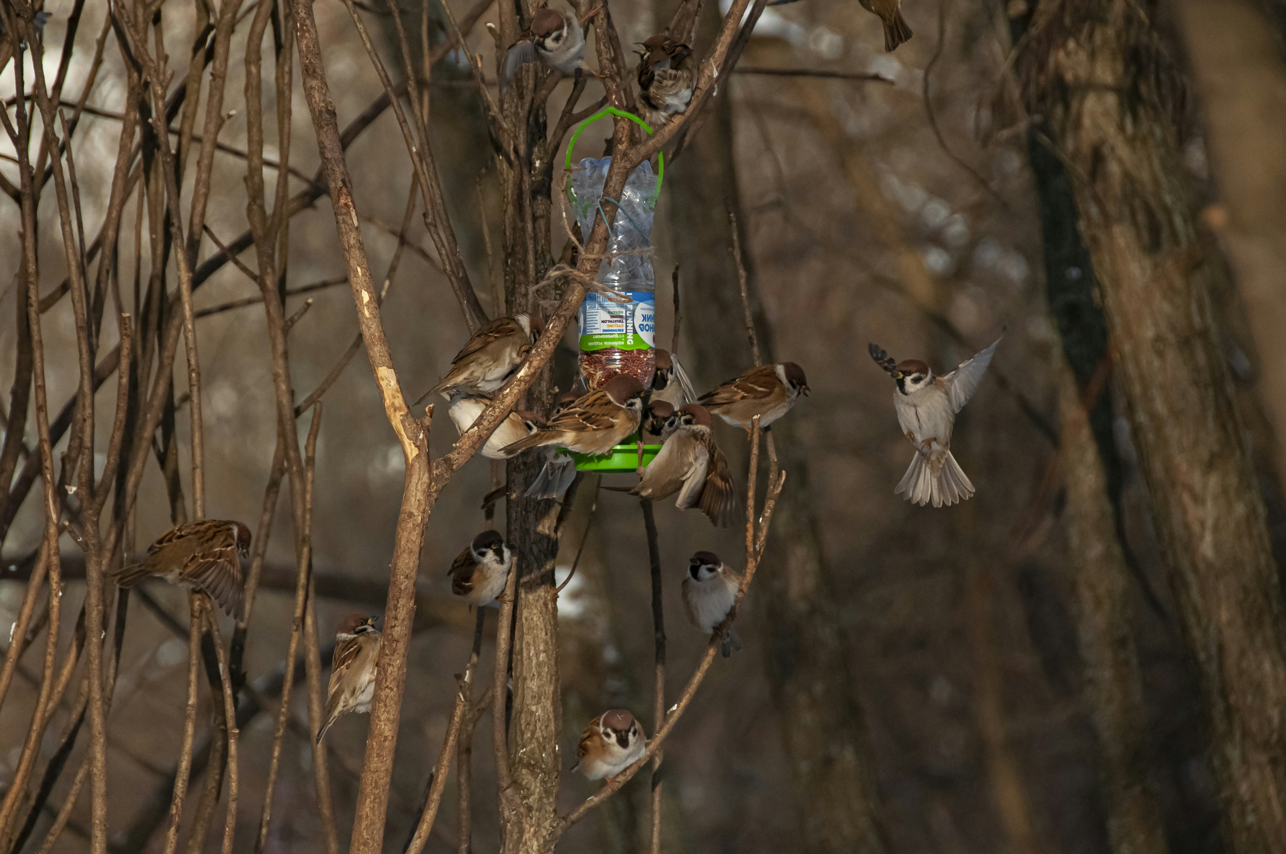 Wine Bottle Gravity Feeder