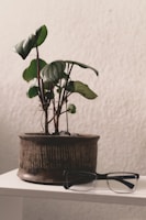 Modern glasses arranged neatly beside a small potted plant for a fresh look.