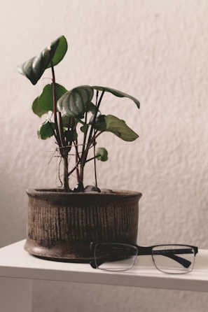 Modern glasses arranged neatly beside a small potted plant for a fresh look.