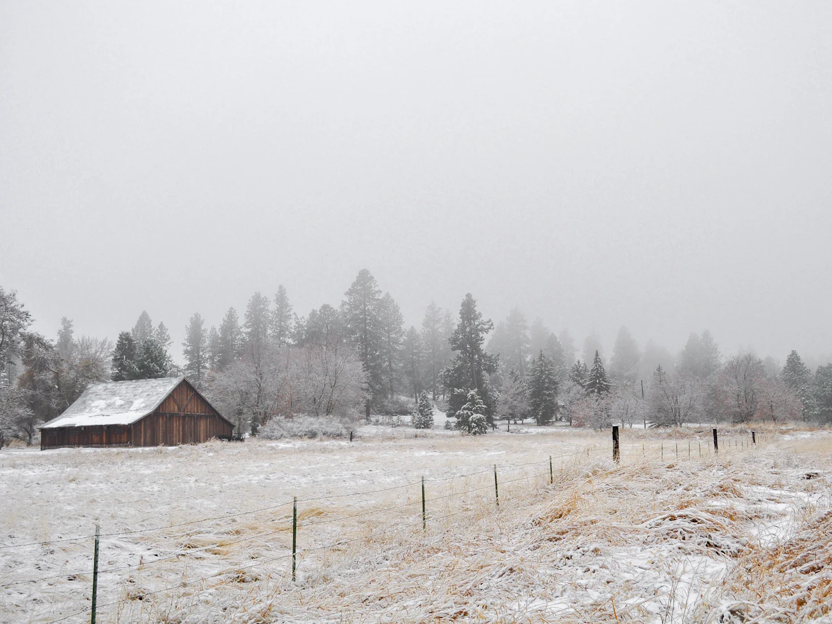 Older Spokane home with snow on the eaves and ponderosa pines