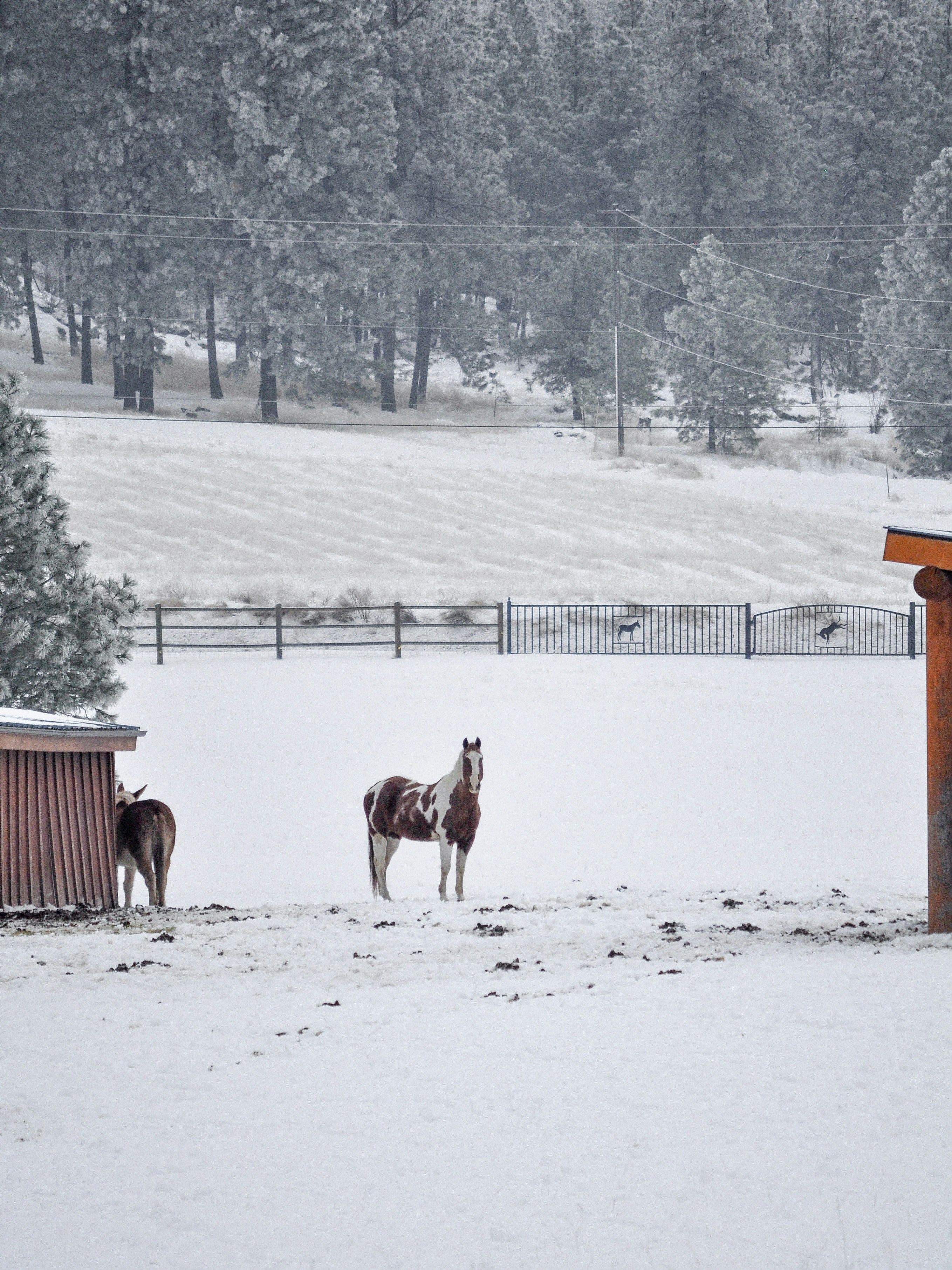 horses in the snow
