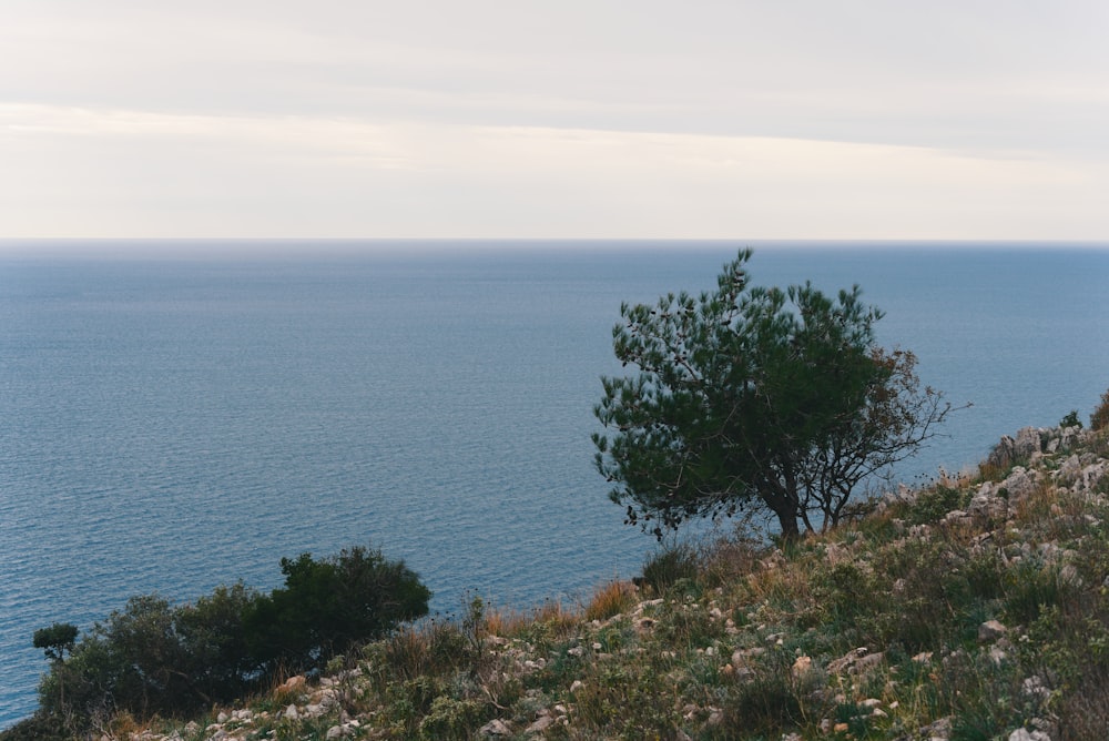 a tree on a hill overlooking a body of water