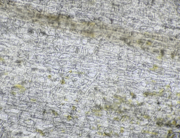 Close-up of moringa leaves under a microscope revealing cellular structures.