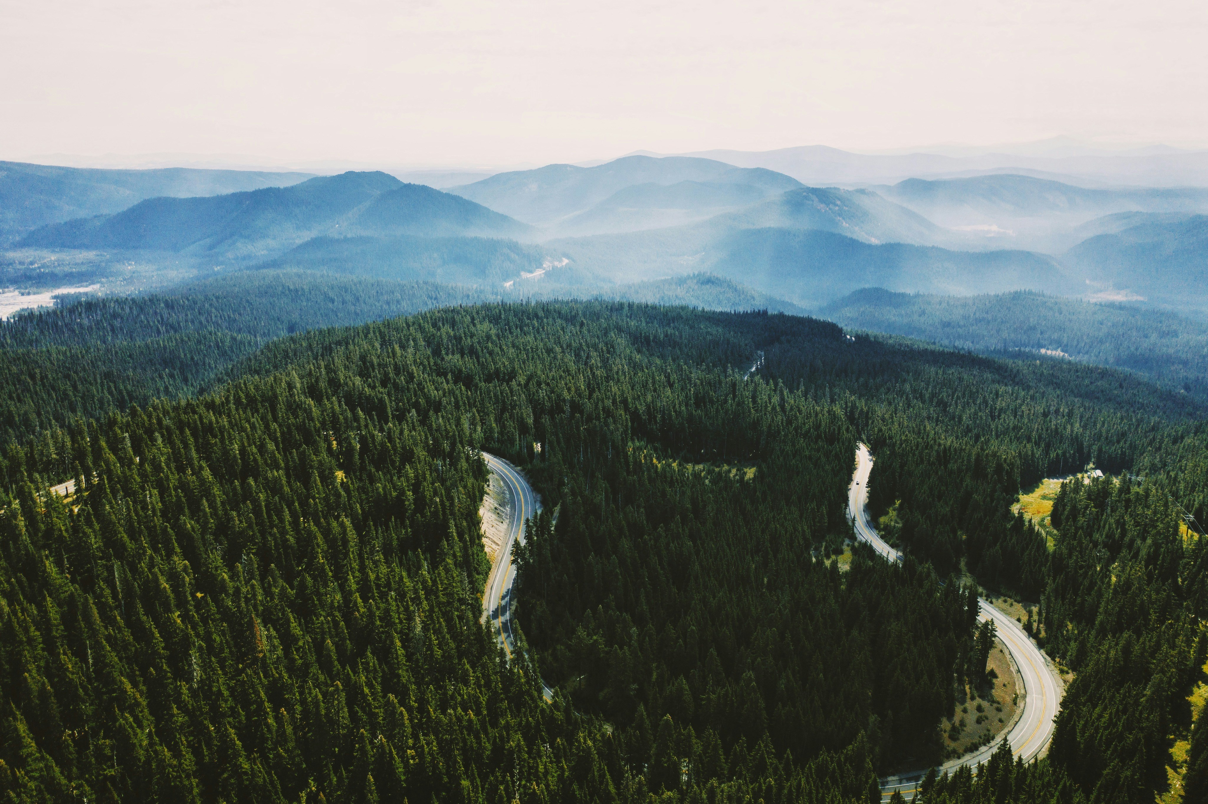 Un camino a través de un bosque