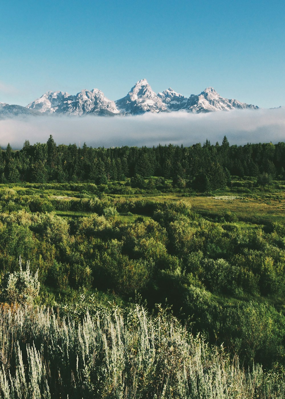 a forest with a mountain in the background