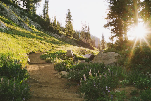 A sunlit forest path lined with wildflowers, capturing the serene beauty of nature's embrace.