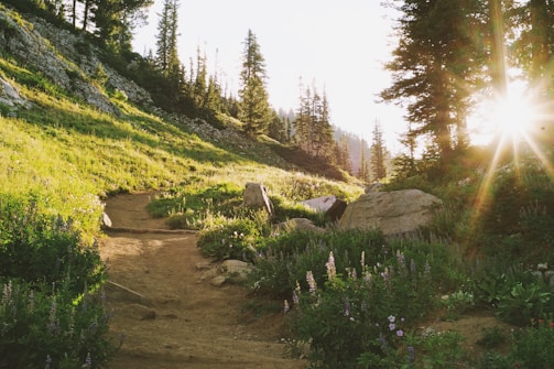 A wide-angle photo of a sunlit forest path lined with tall trees and scattered yellow flowers.