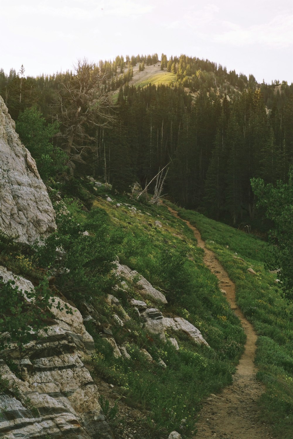 a dirt path in a forest