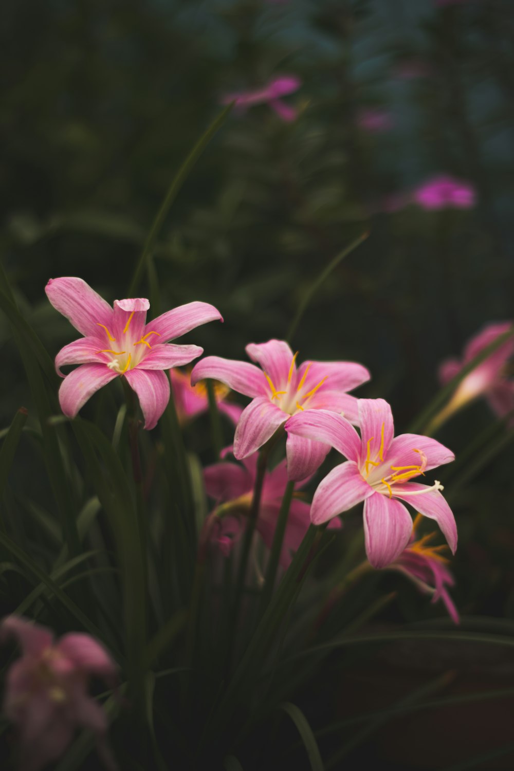 a group of flowers