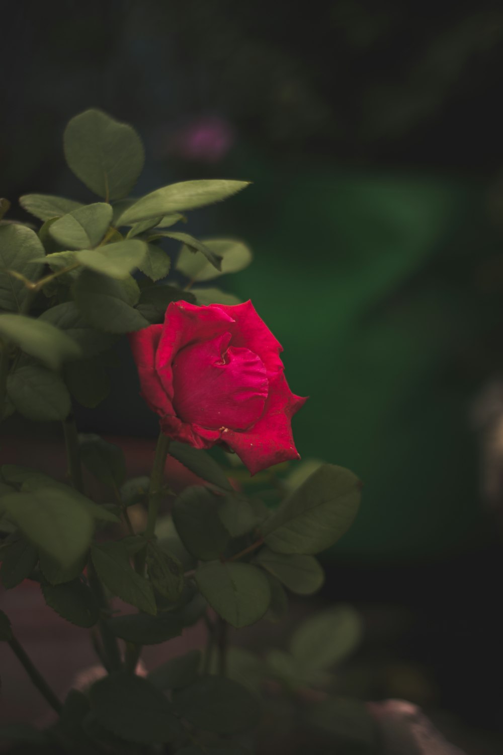 a red rose in a bush