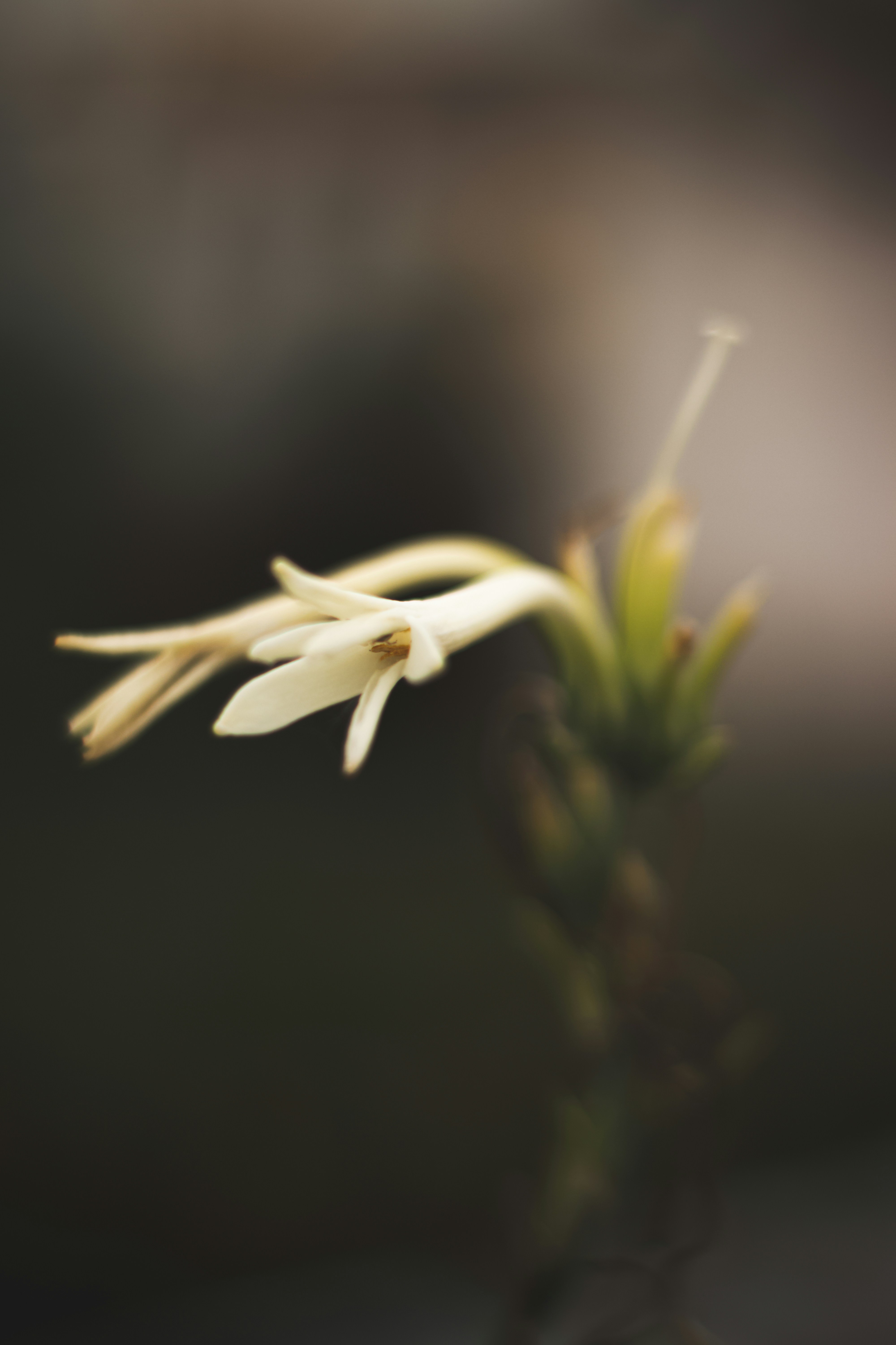 a close up of a white flower