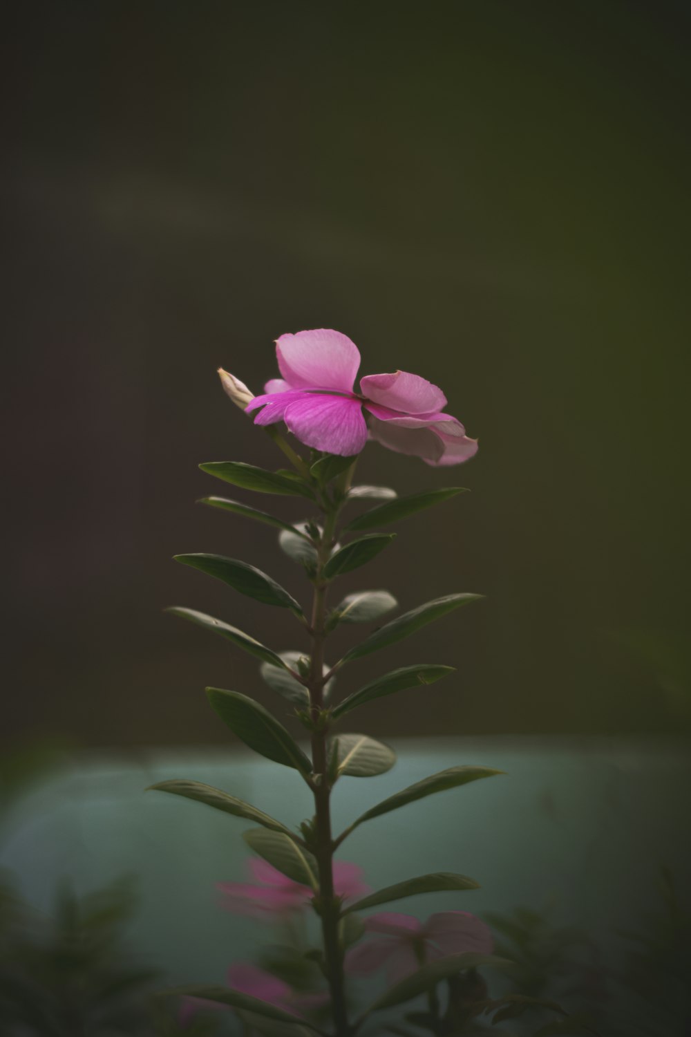 a close up of a flower