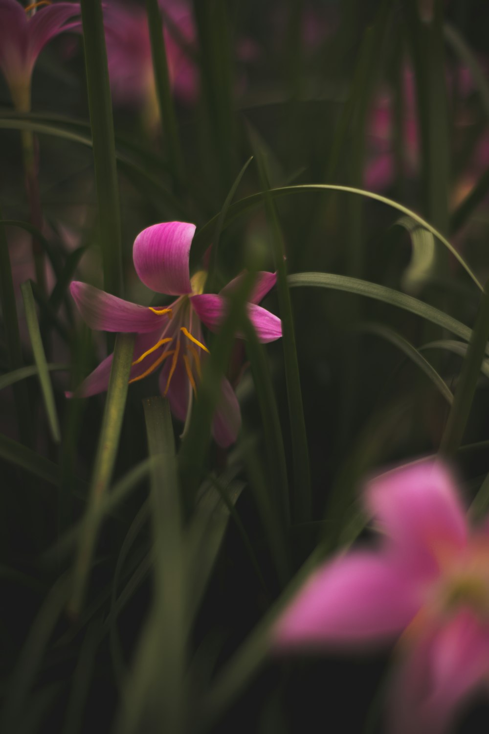 a close up of a flower