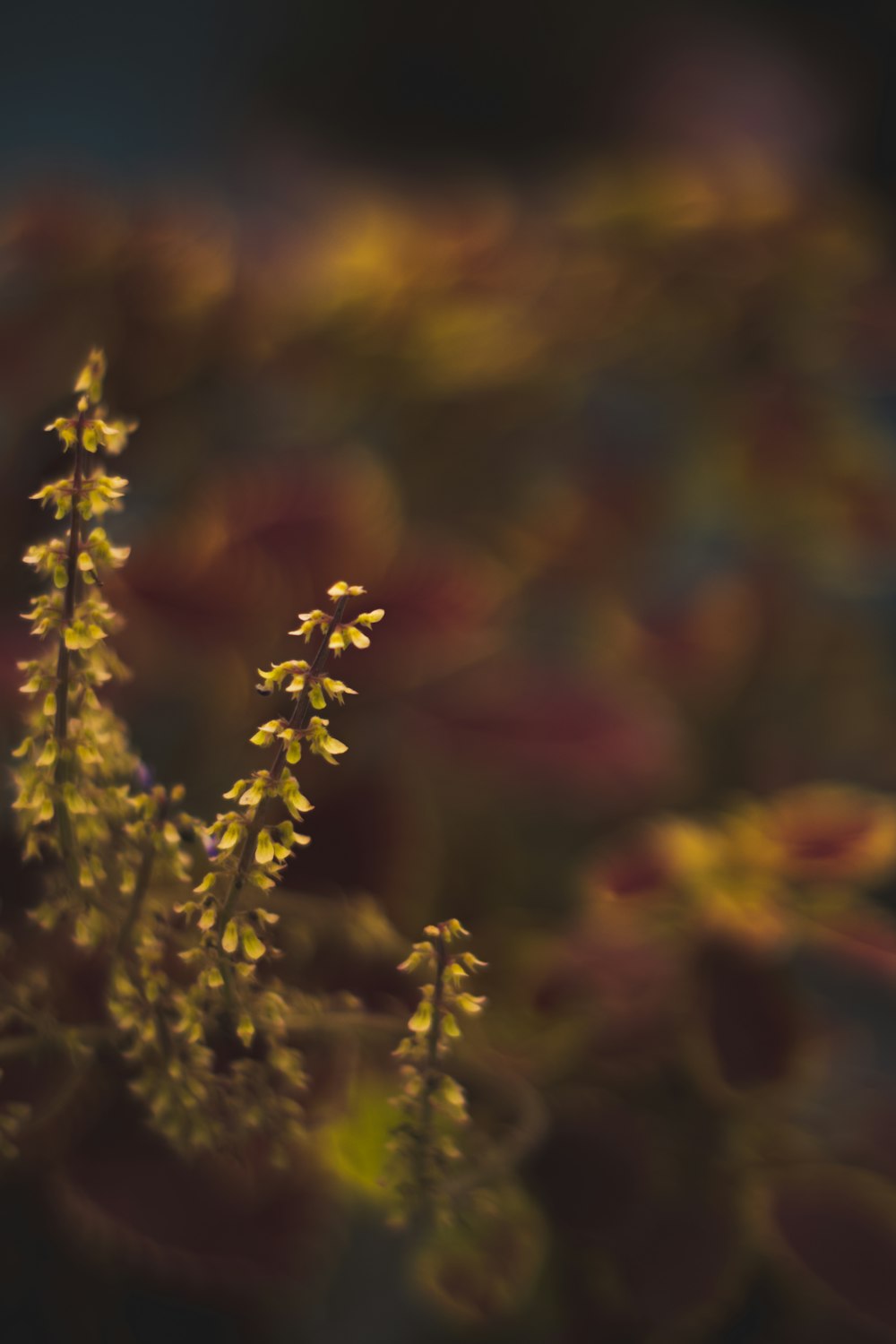 close-up of yellow flowers