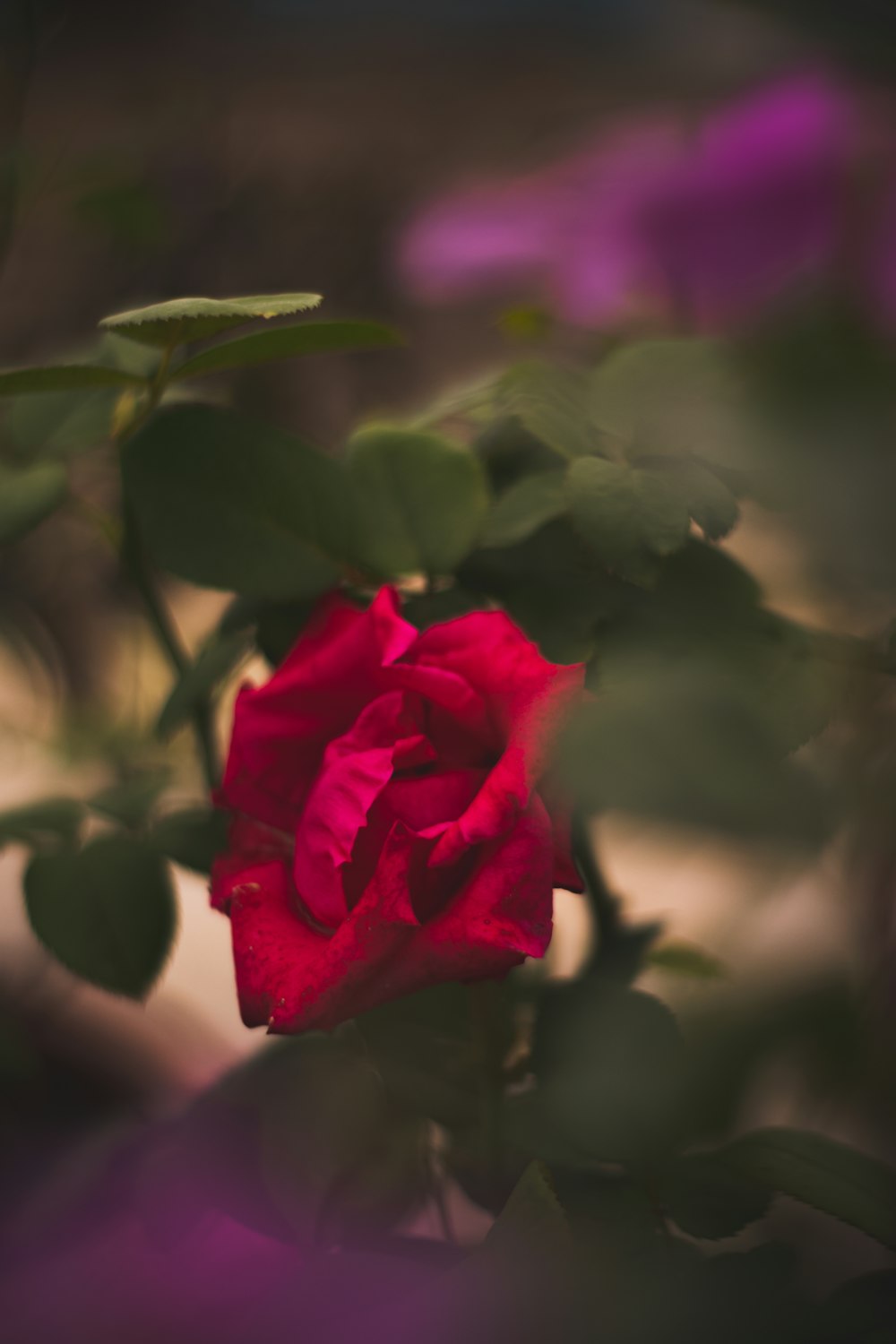 a close up of a rose