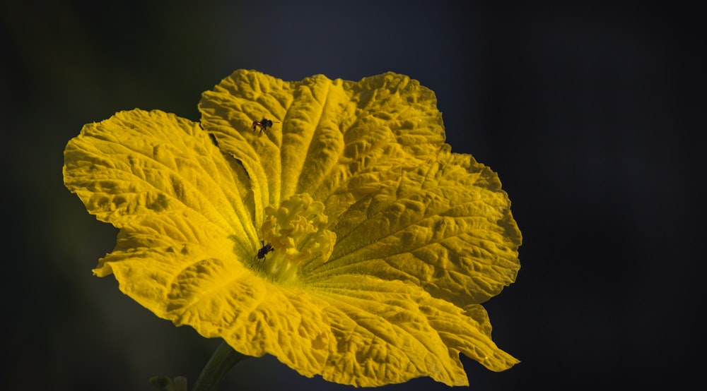 a close-up of a flower