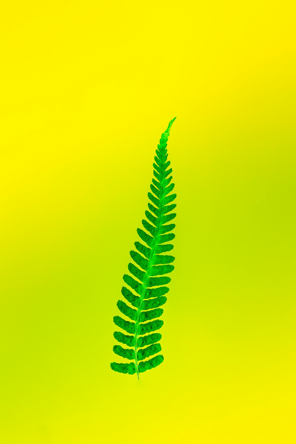 a green and yellow object