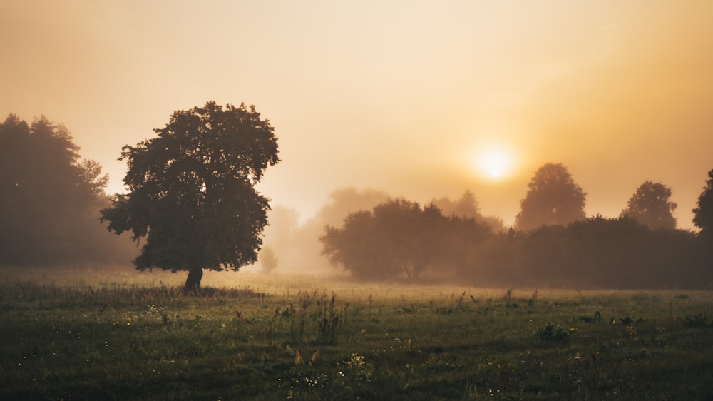 Un campo con alberi e il sole sullo sfondo