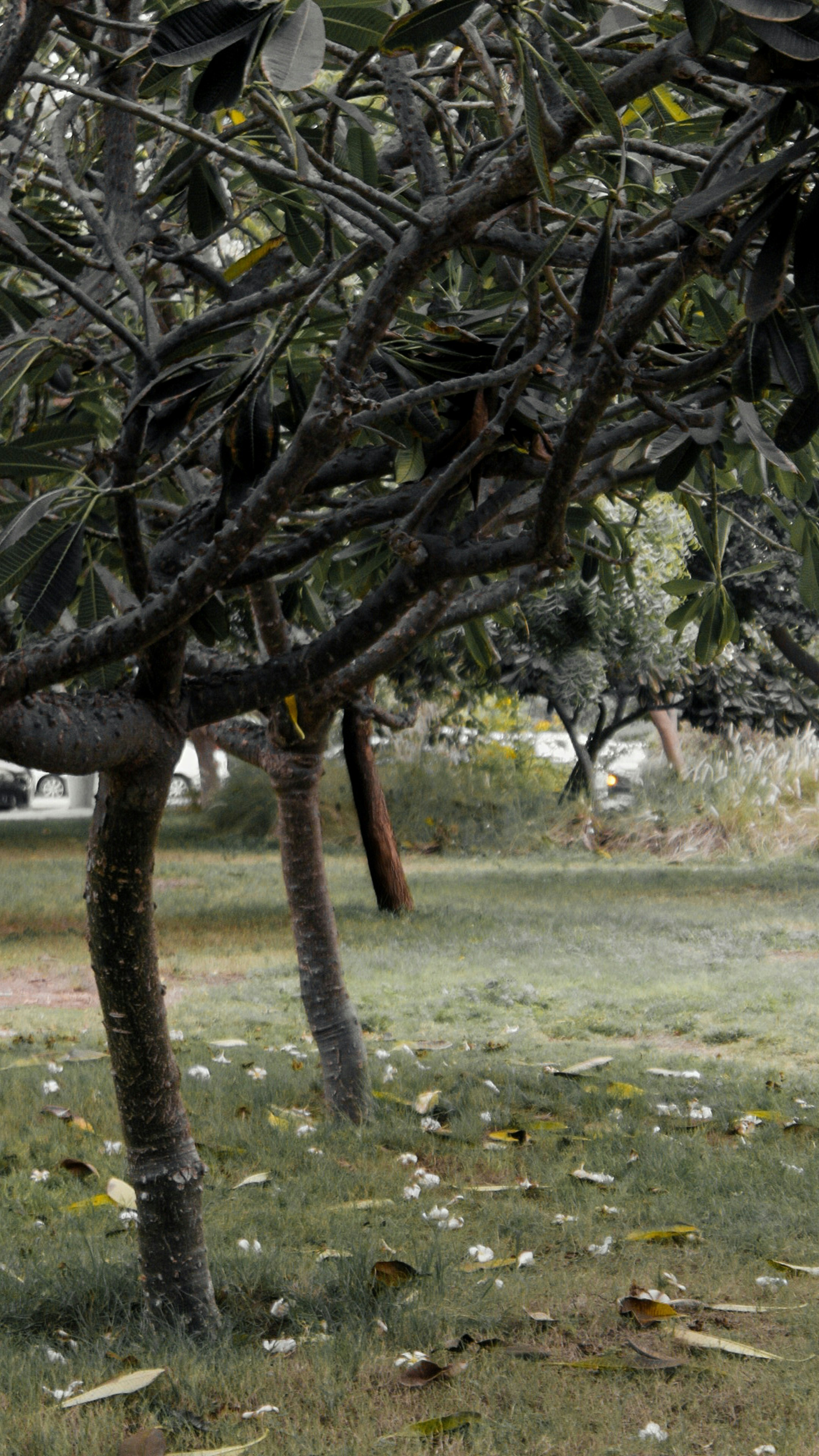 a tree with many branches