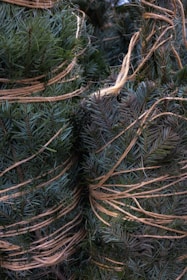 Close-up of neatly bundled mistletoe tied with natural twine.