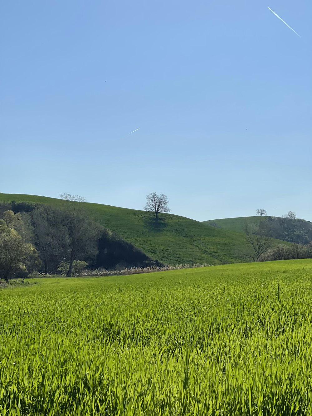 a grassy field with trees in the background