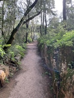 A serene forest path surrounded by lush greenery.