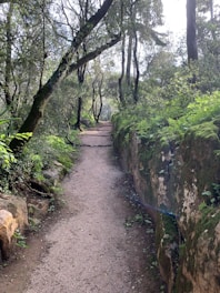 A serene landscape with a path leading through a tranquil forest.