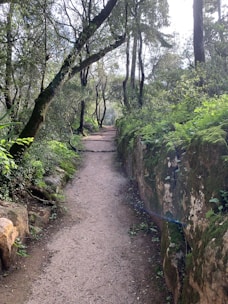 A serene nature scene with a path leading through a lush forest.