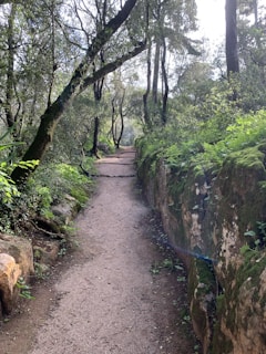 A serene landscape featuring a tranquil forest path surrounded by greenery.