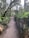 A serene forest path surrounded by lush greenery.