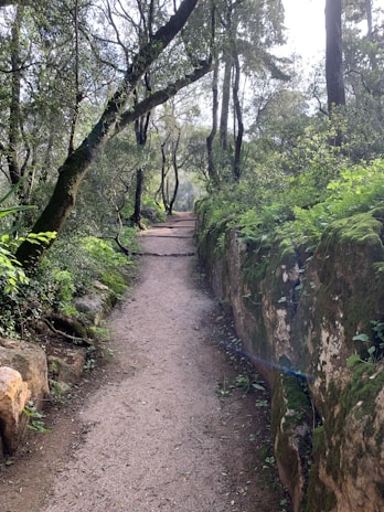 A serene landscape featuring a tranquil forest path surrounded by greenery.
