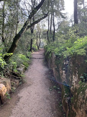A serene forest path surrounded by lush greenery.