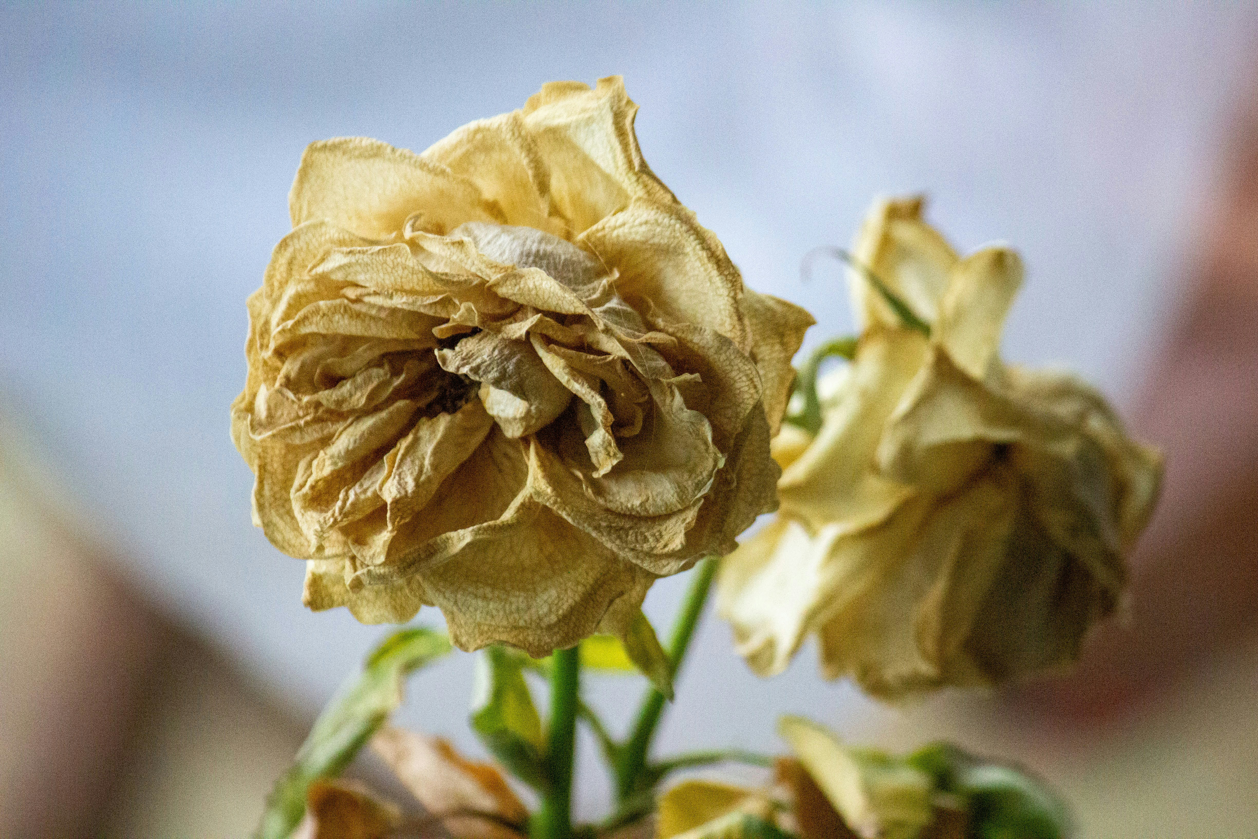 Photo by mattitanskane