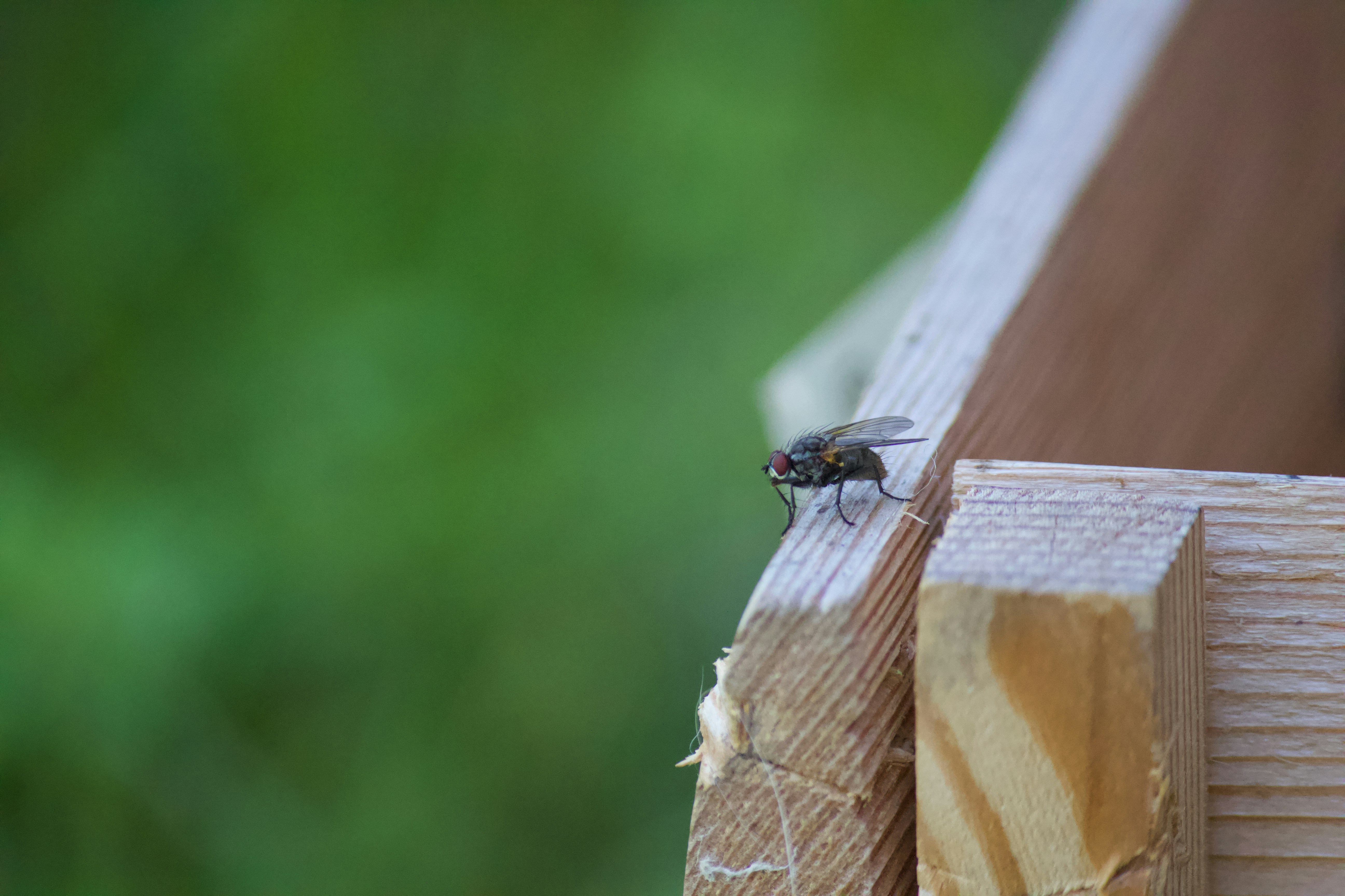 a bee on a wood surface