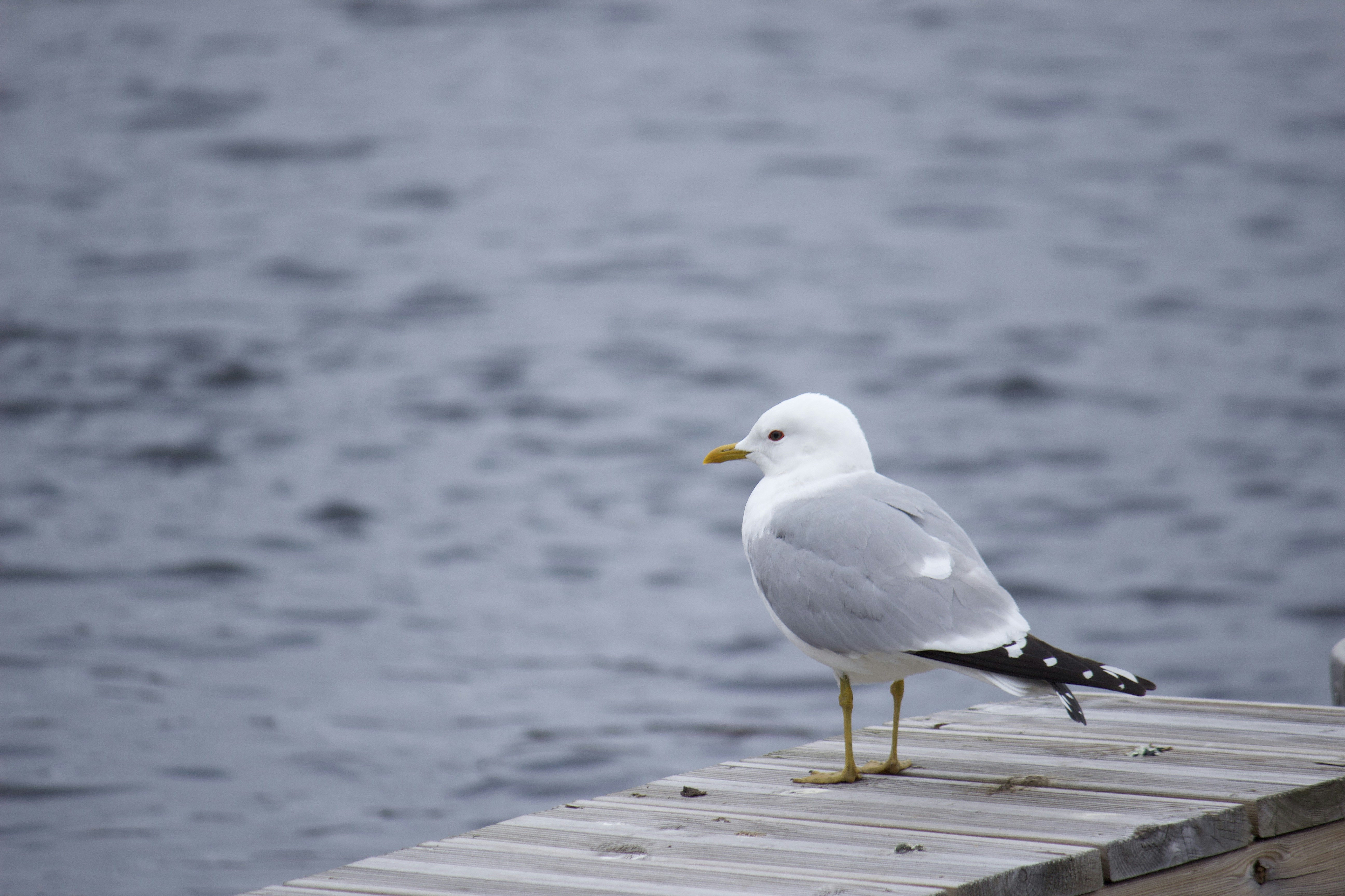 Photo by mattitanskane