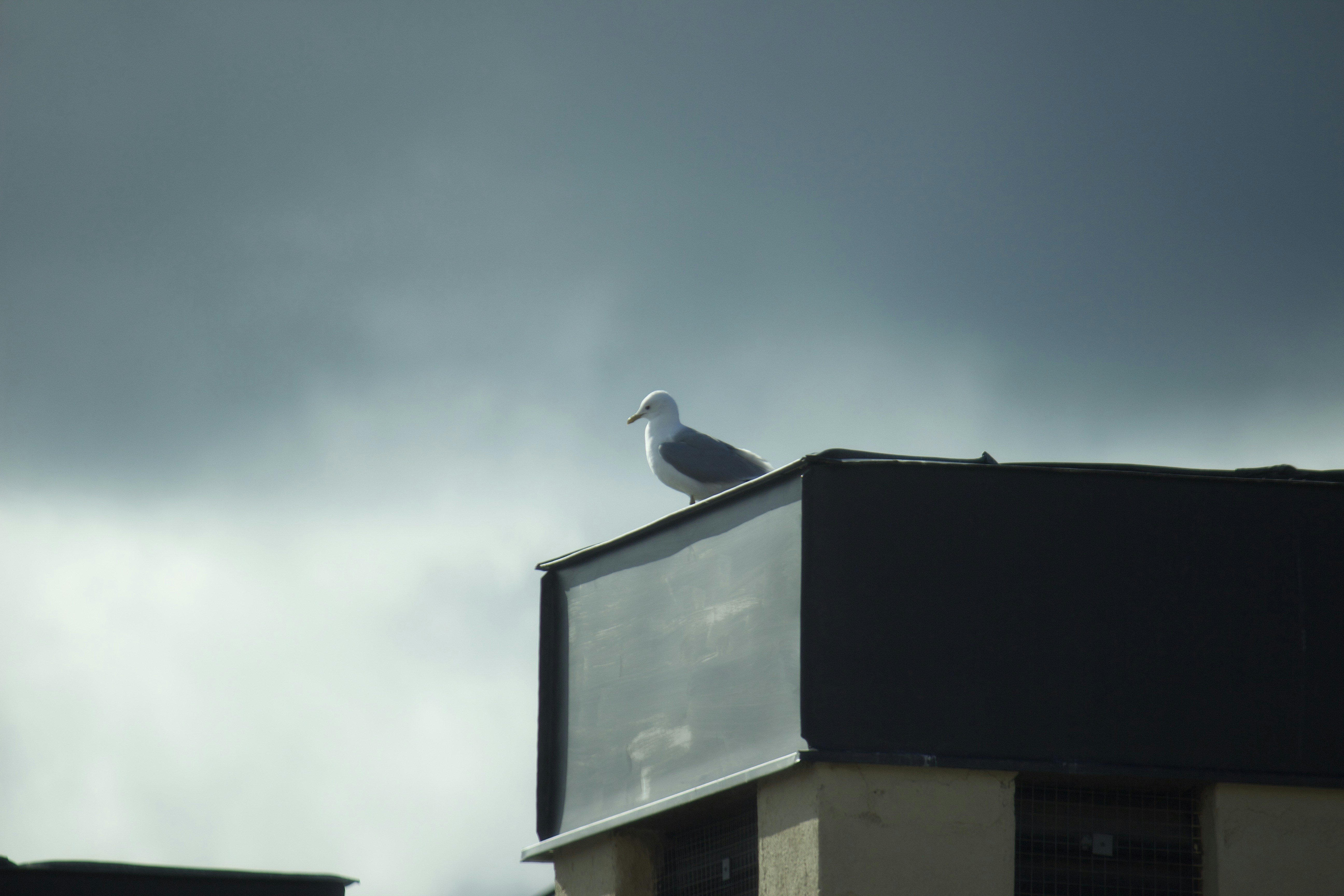a bird on top of a building
