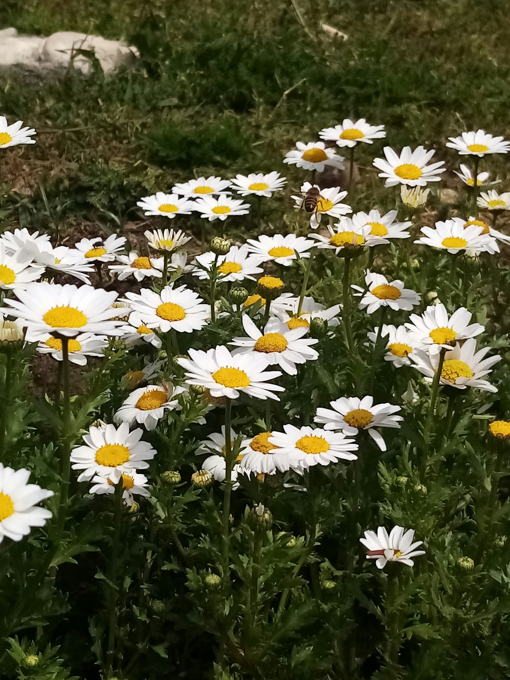 a bunch of white and yellow flowers in a field