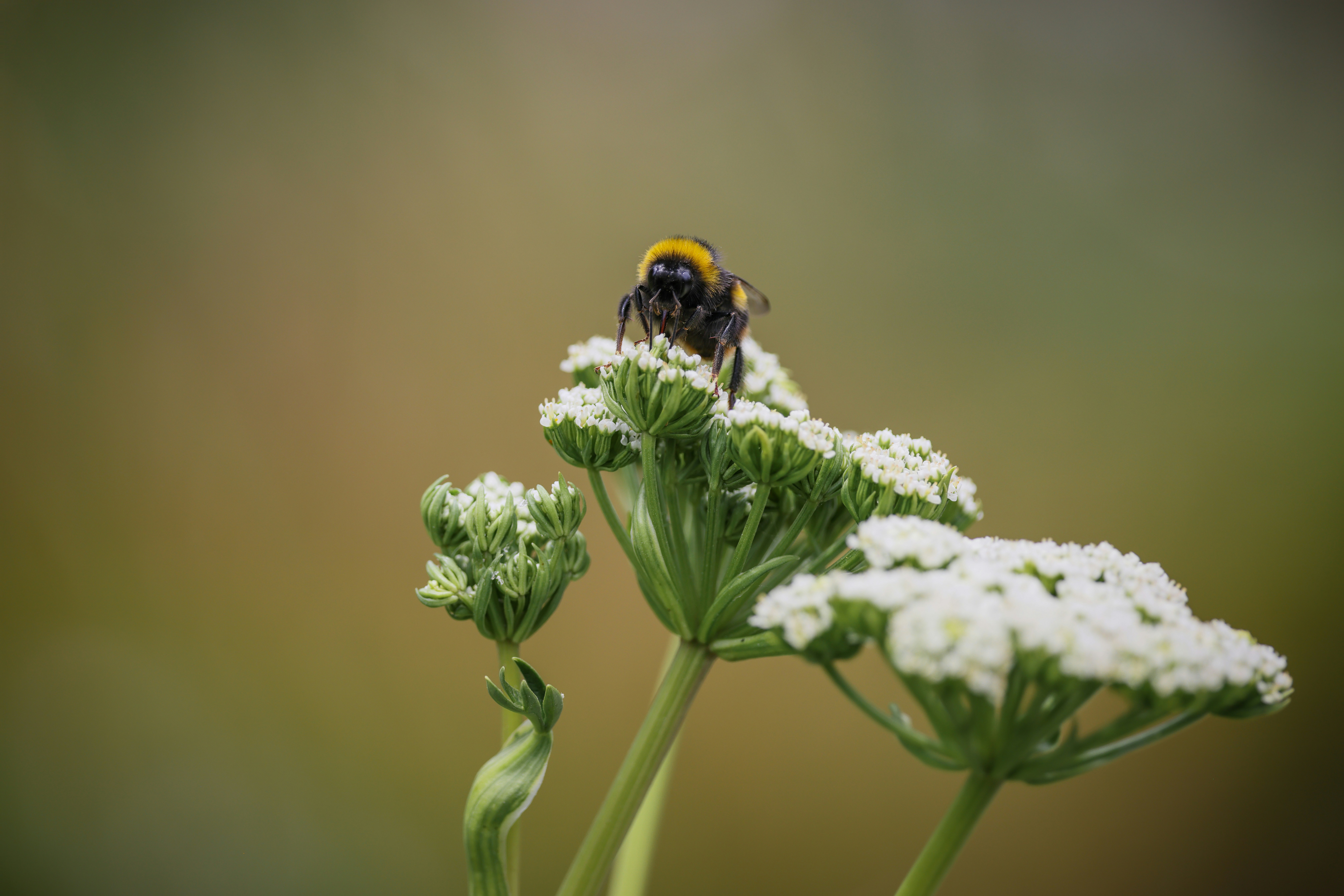 Photo by tonystoddard