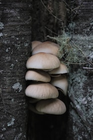 a group of mushrooms growing out of a tree