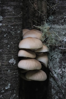 a group of mushrooms growing out of a tree