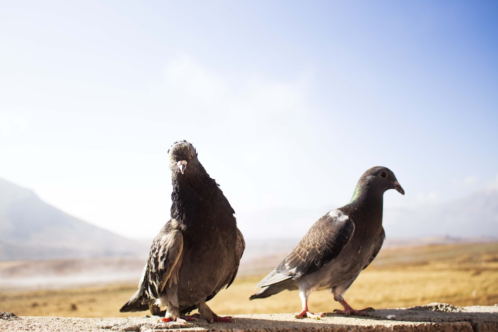 a couple of birds that are standing on a ledge