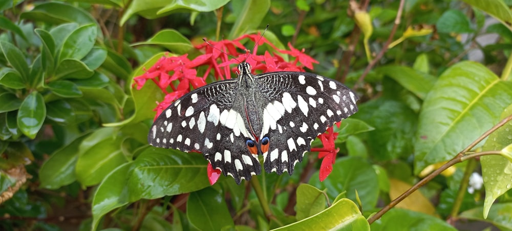 a black and white butterfly sitting on a red flower