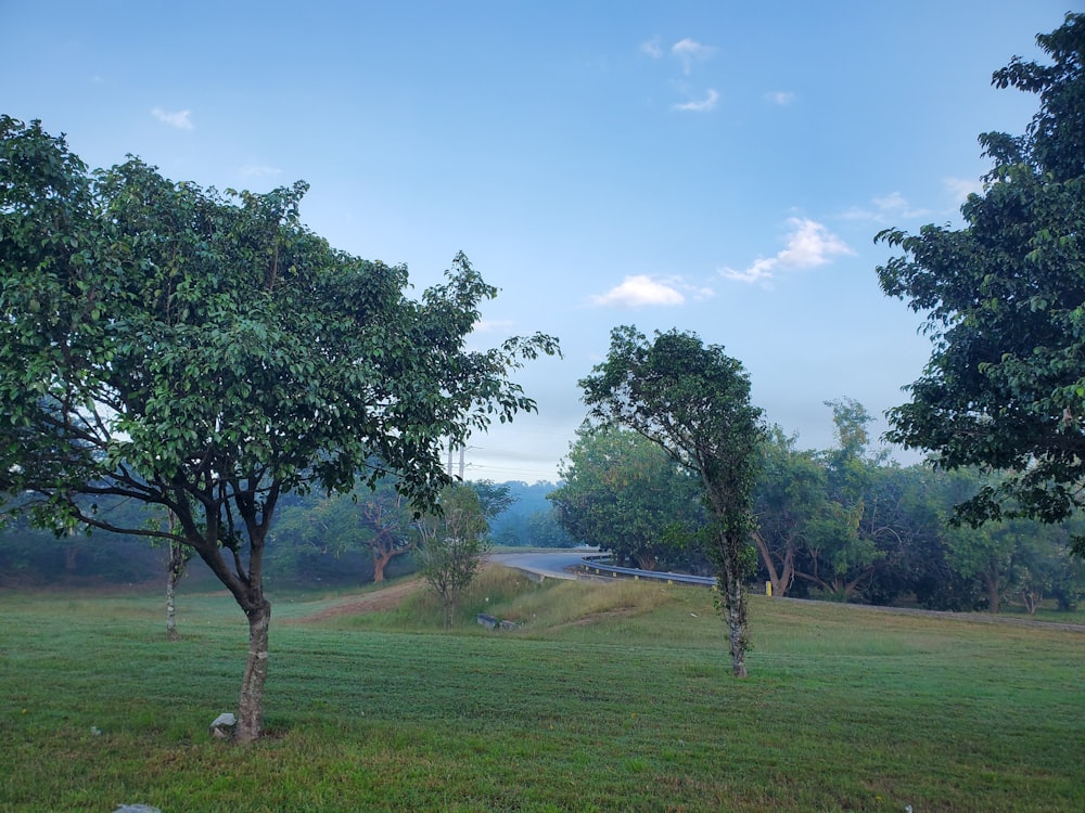 a grassy field with trees and a road in the distance