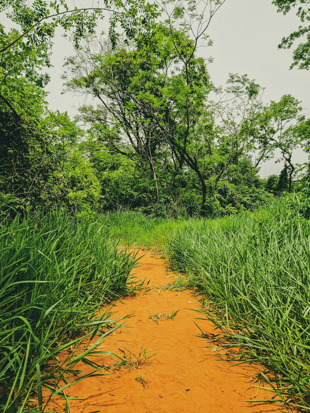 a dirt path in the middle of a grassy area